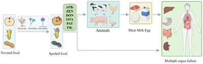 Bioenzymatic detoxification of mycotoxins